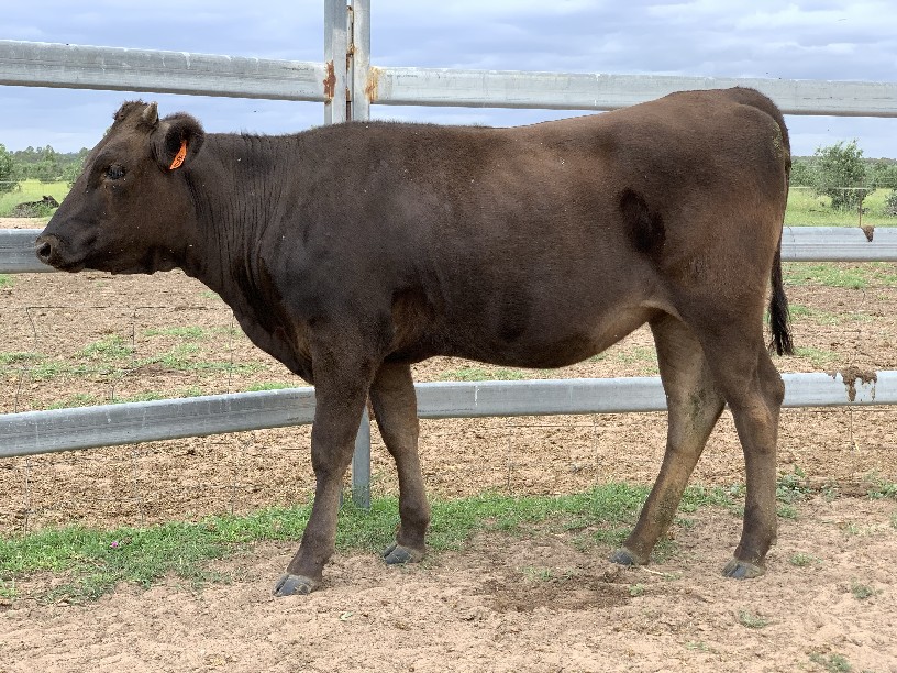 Olive Grove Wagyu Q029